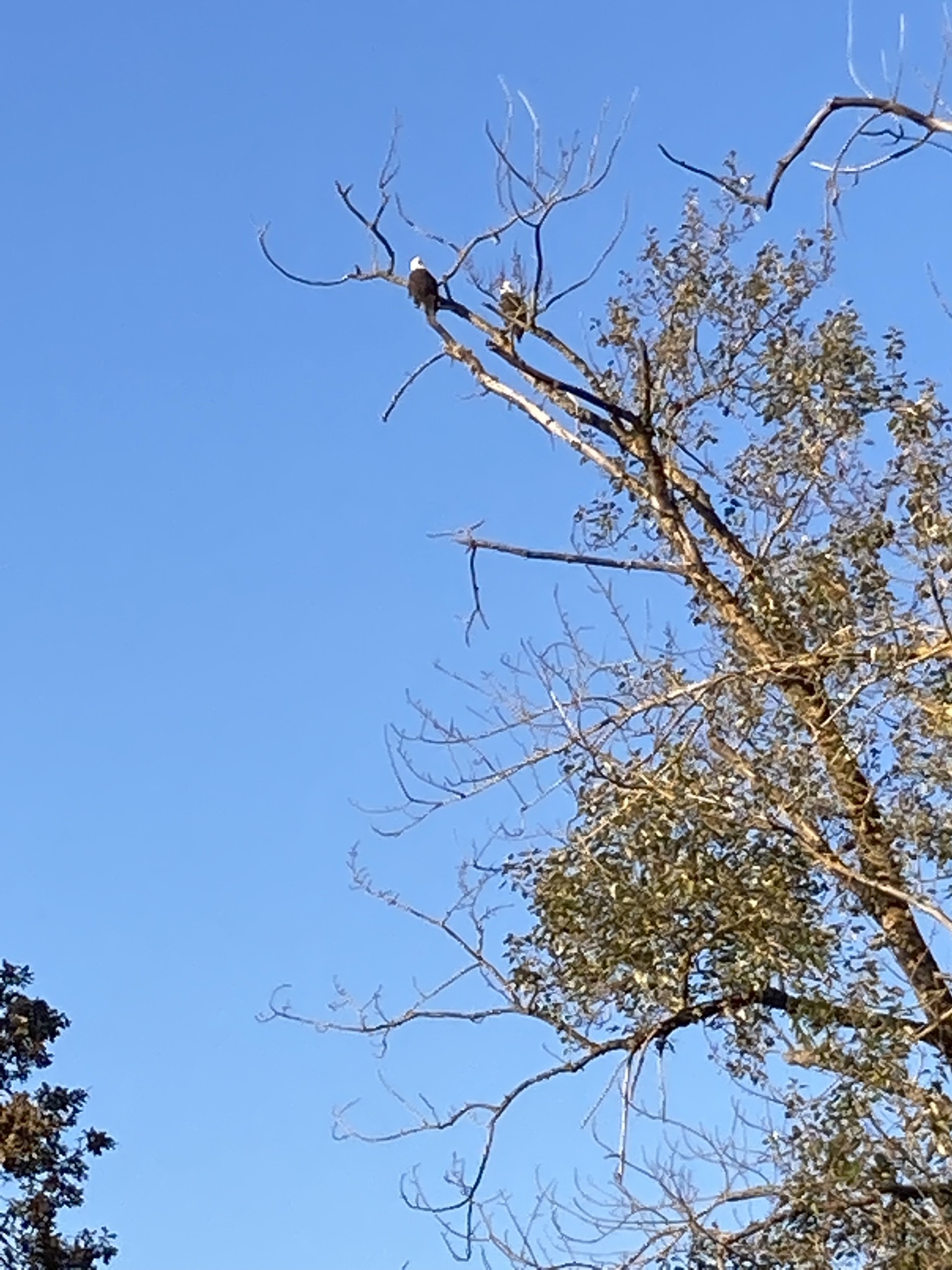 Haliaeetus leucocephalus