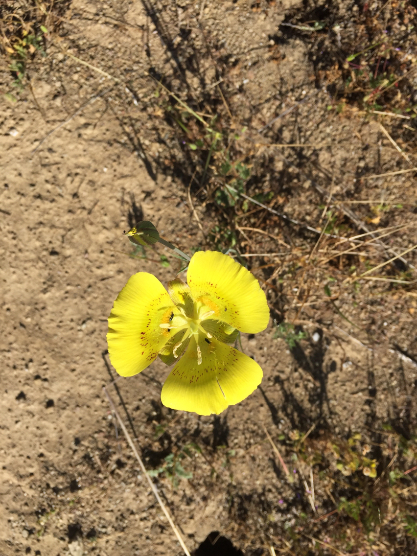 Calochortus luteus