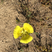 Yellow Mariposa Lily