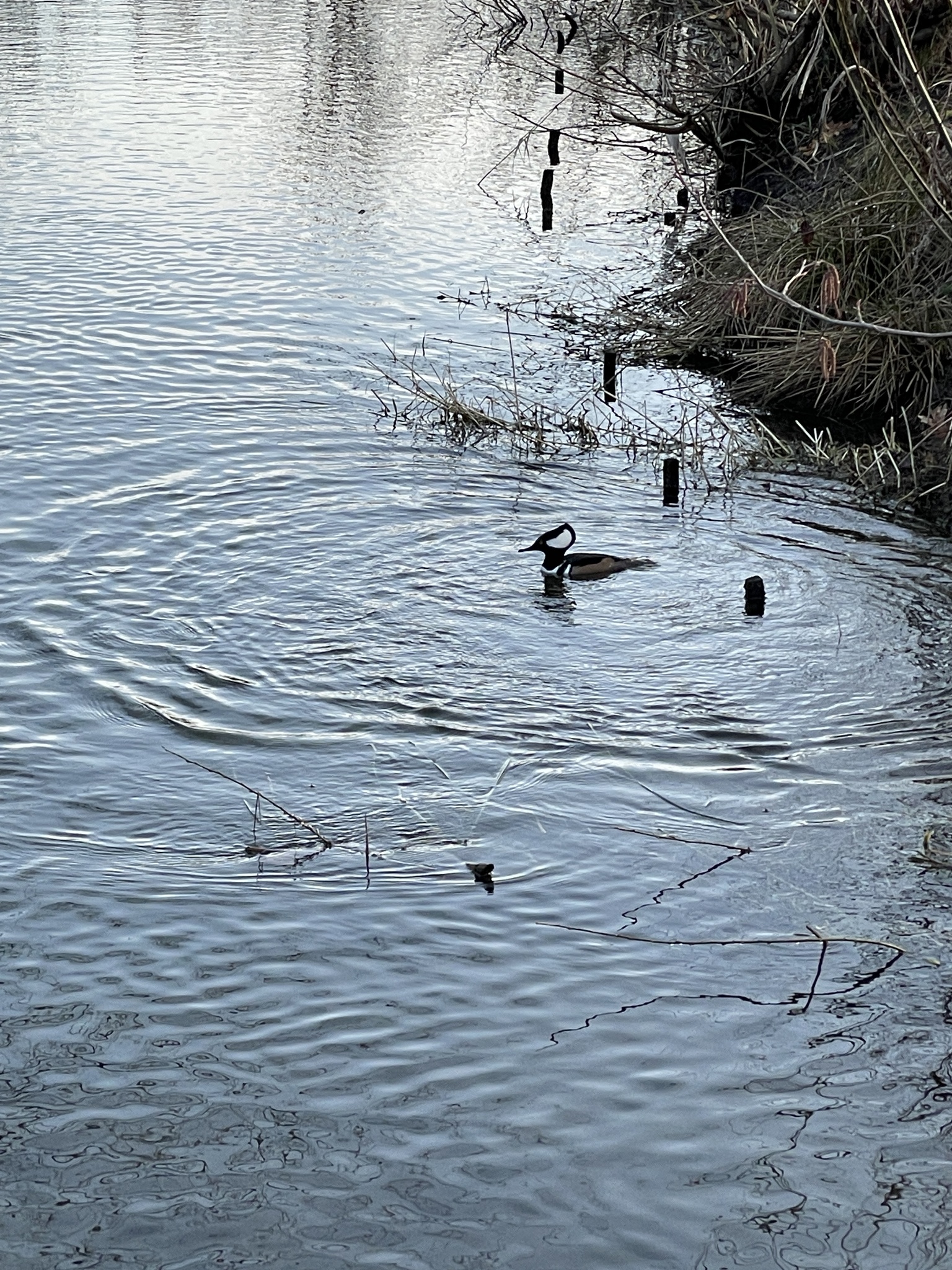 Lophodytes cucullatus