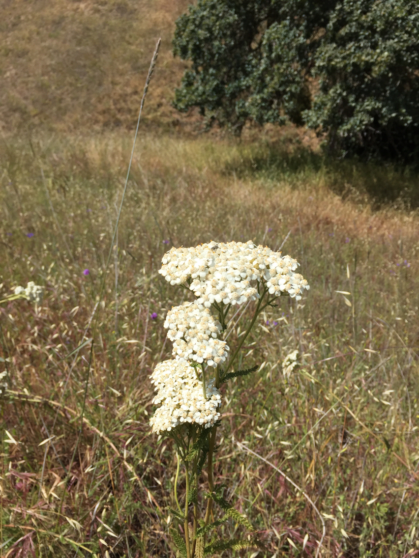 Achillea millefolium