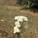 common yarrow