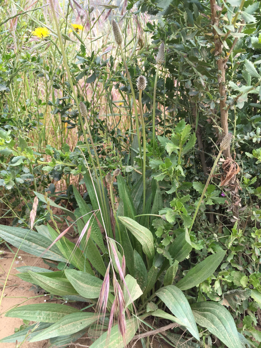 Plantago lanceolata
