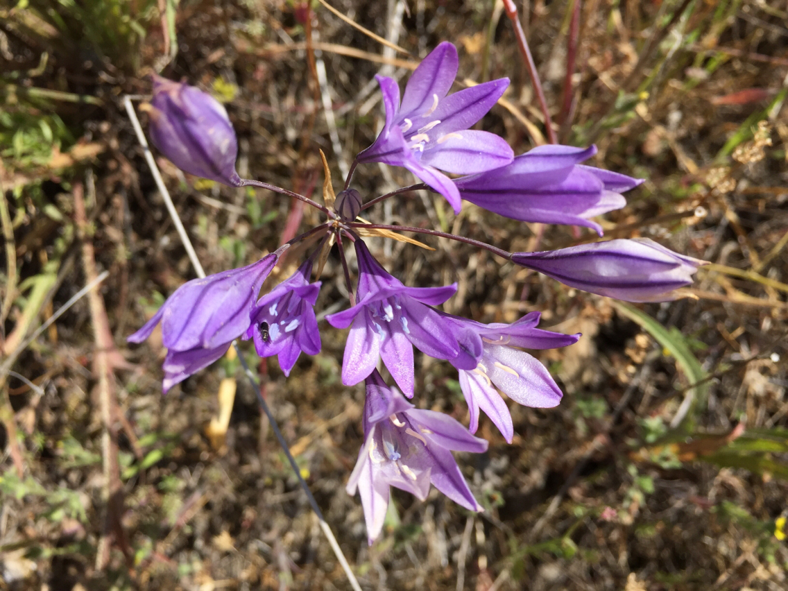 Triteleia laxa