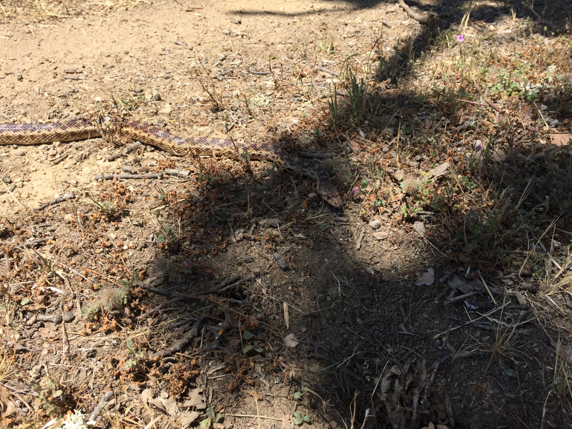 Pituophis catenifer catenifer