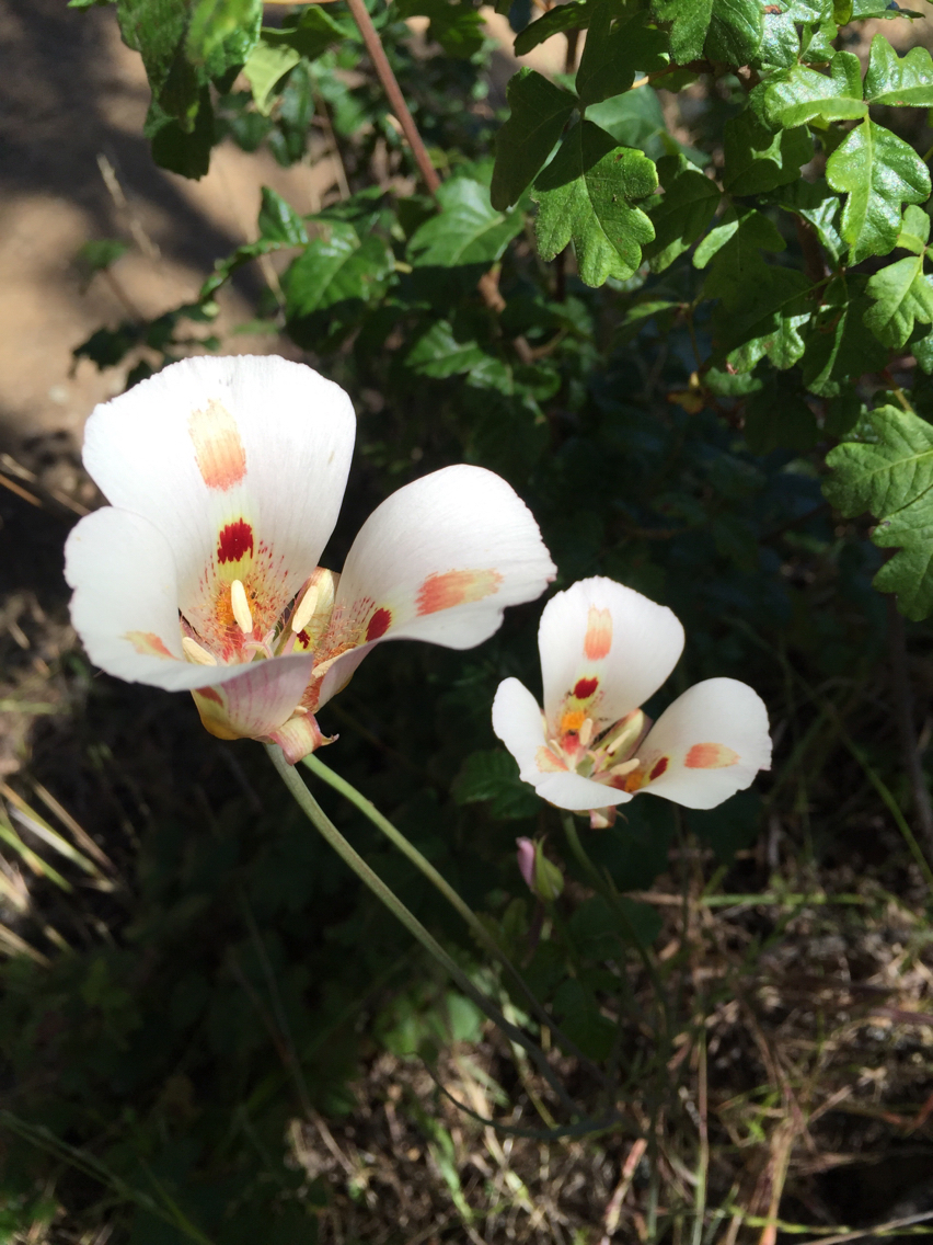 Calochortus venustus