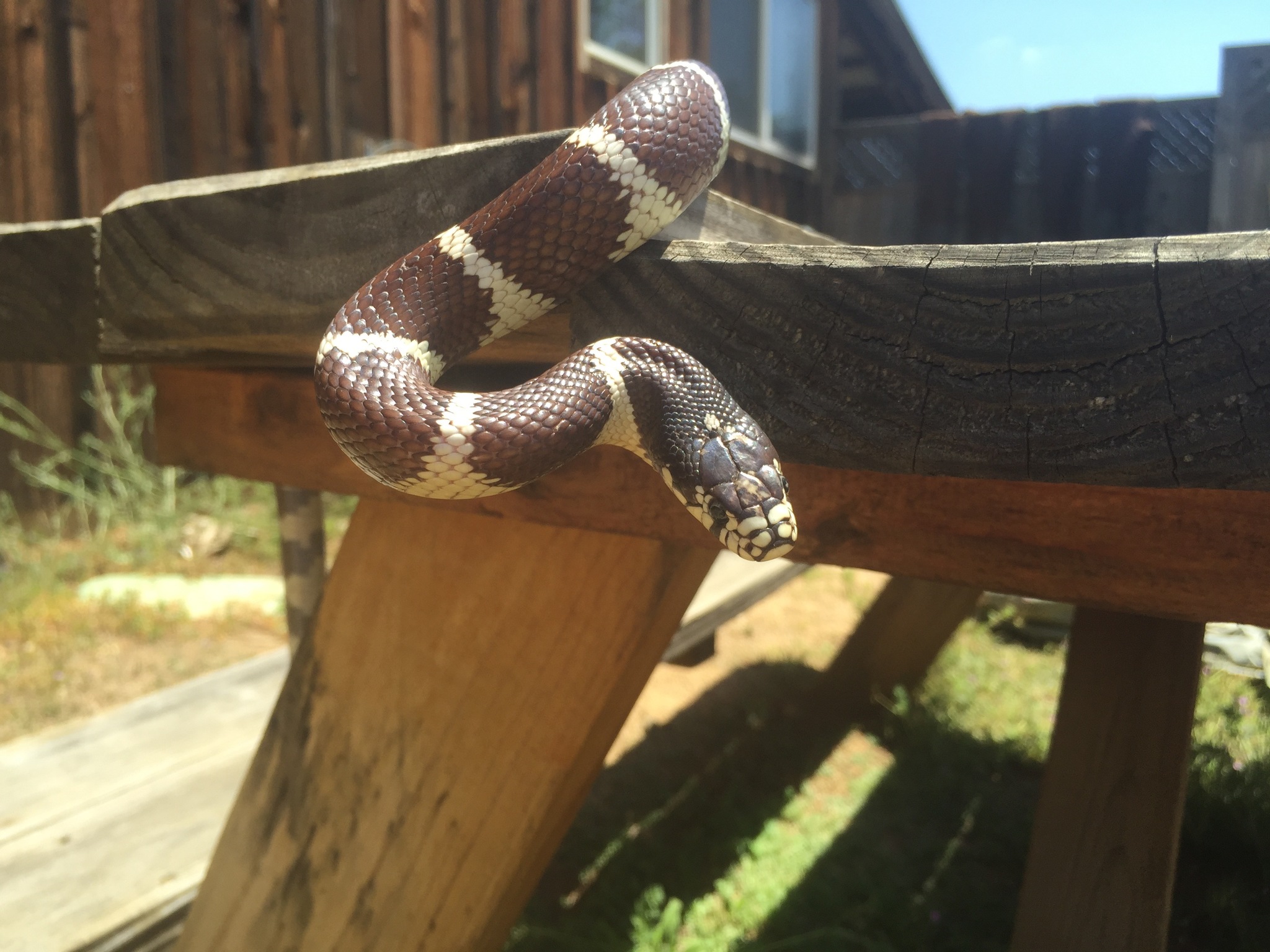 Lampropeltis californiae