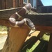 California King Snake