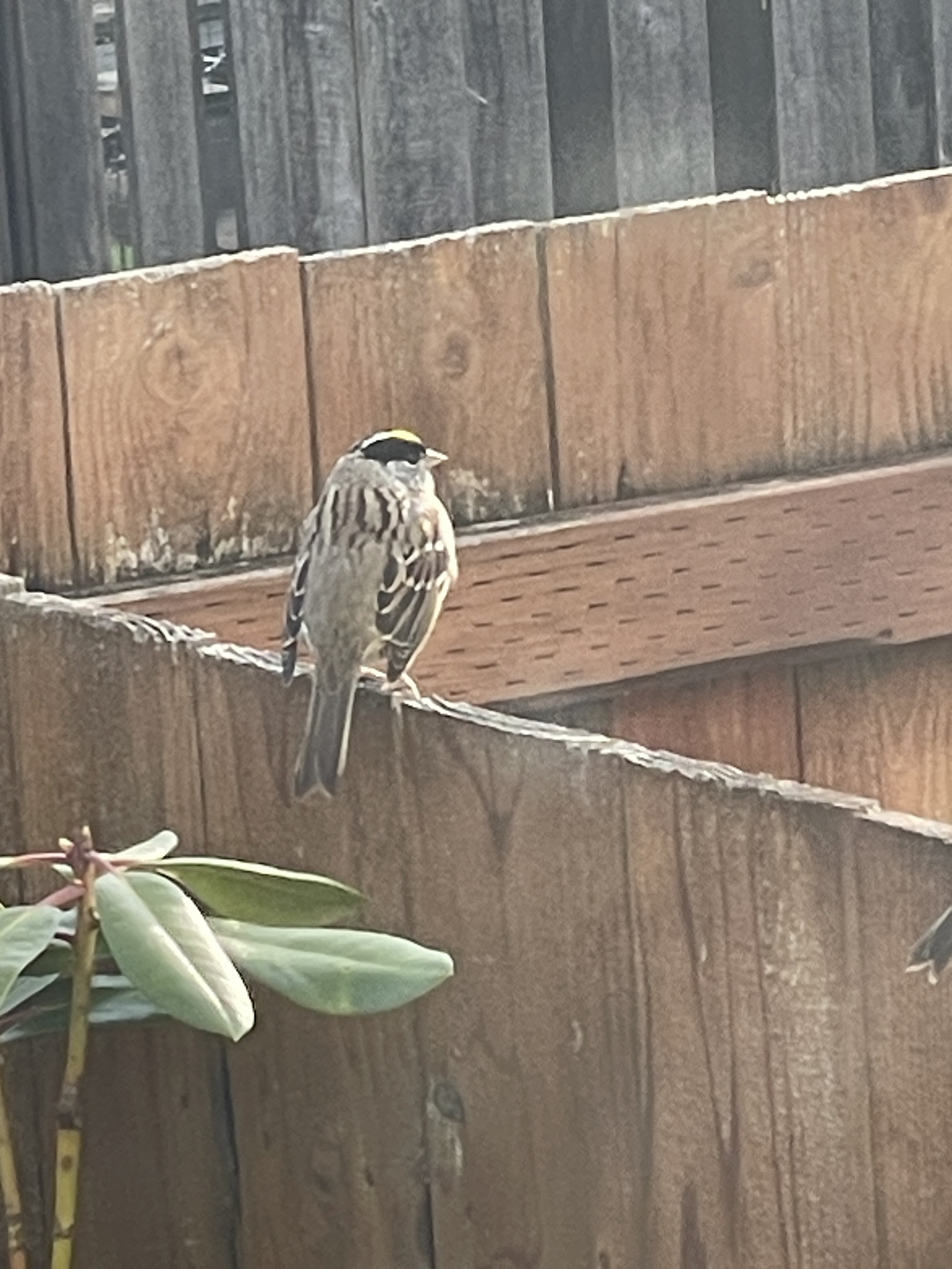 Zonotrichia atricapilla