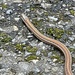 Northwestern Garter Snake