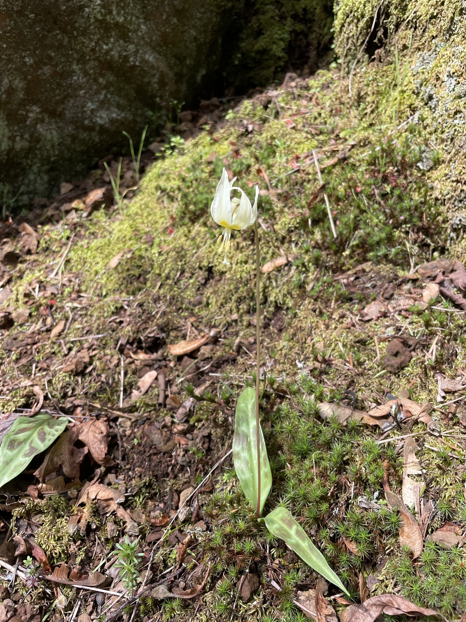 Erythronium oregonum