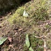 giant white fawn lily