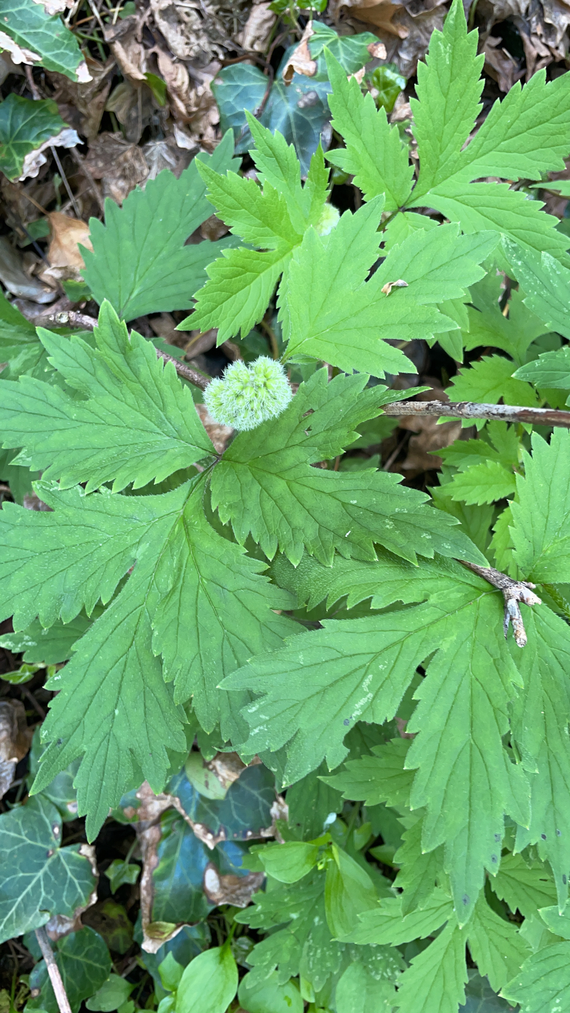 Hydrophyllum tenuipes