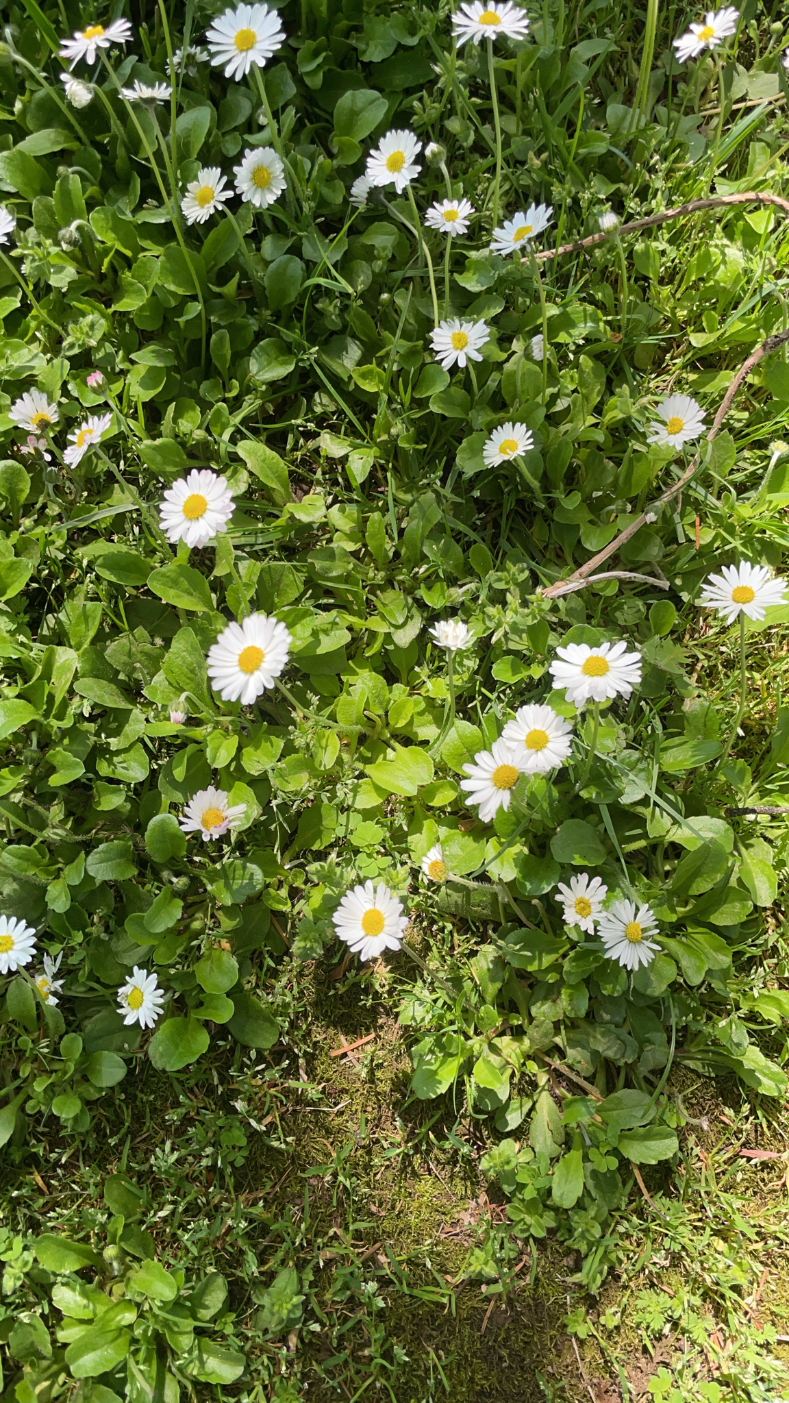 Bellis perennis