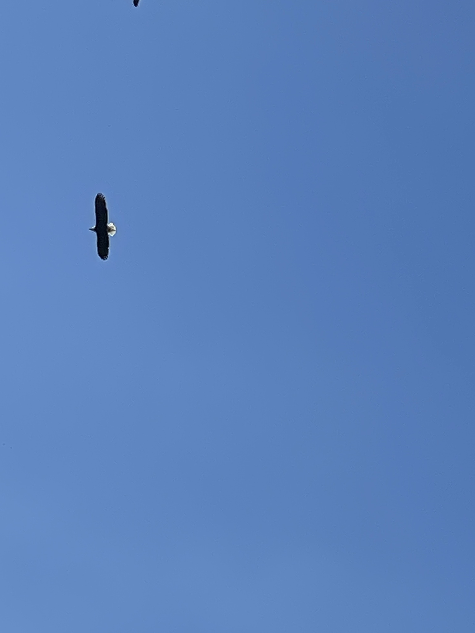 Haliaeetus leucocephalus