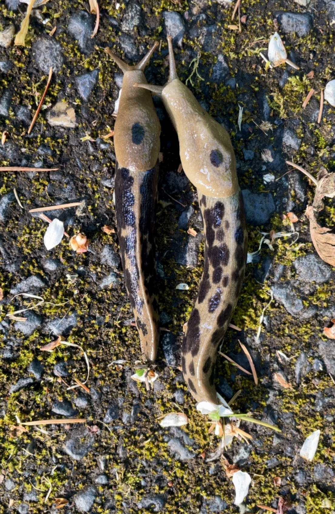 Ariolimax columbianus