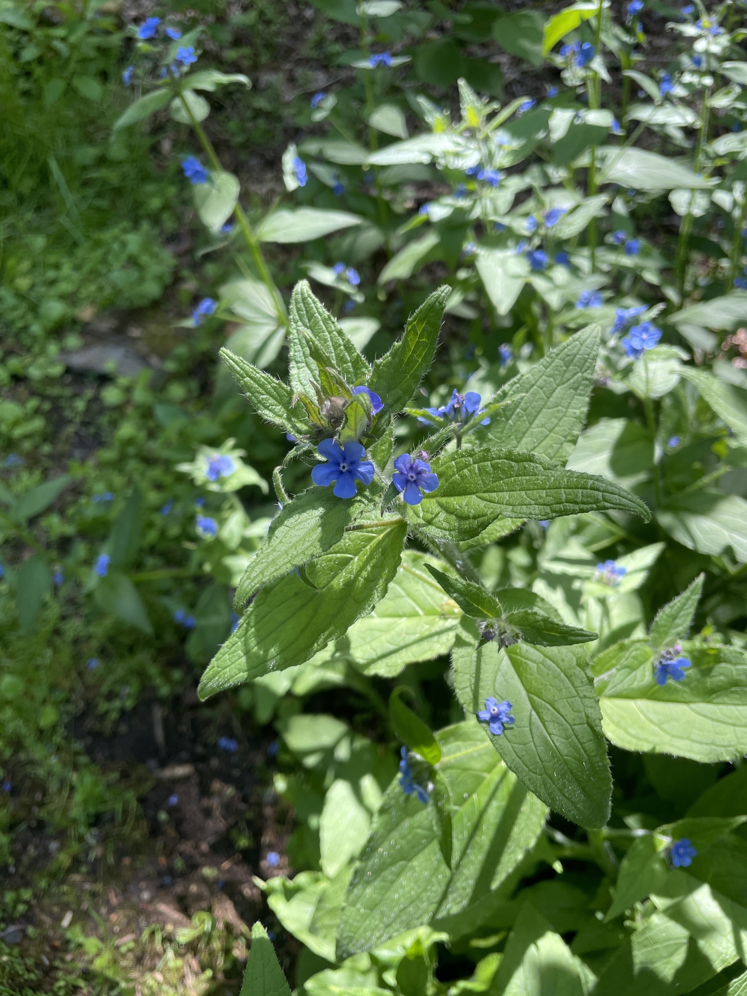 Pentaglottis sempervirens