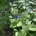 Green Alkanet