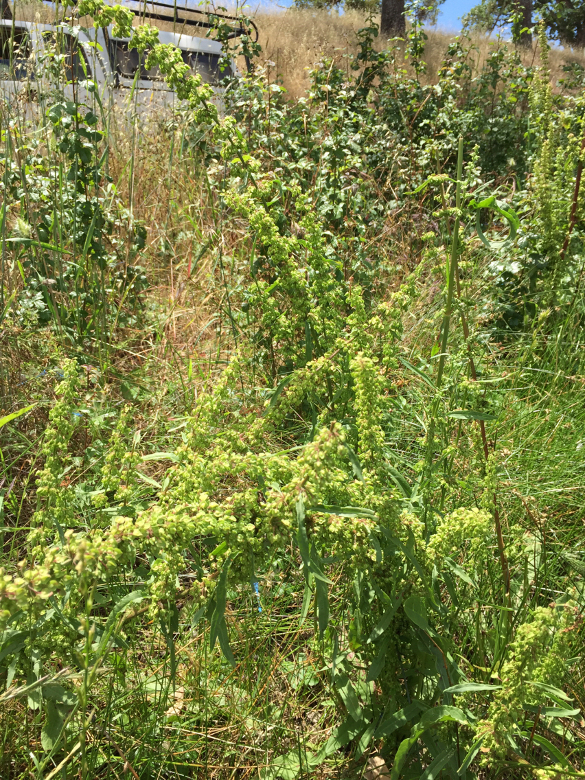 Rumex