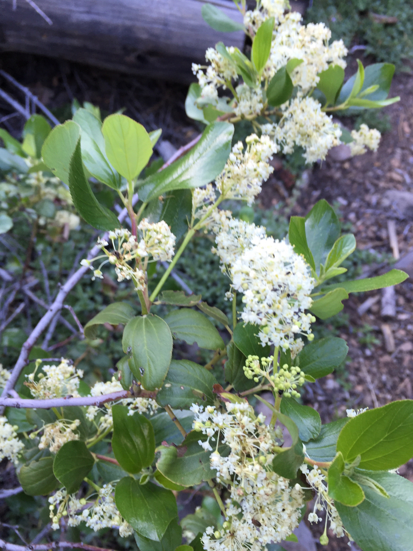 Ceanothus velutinus