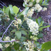 Snowbrush Ceanothus
