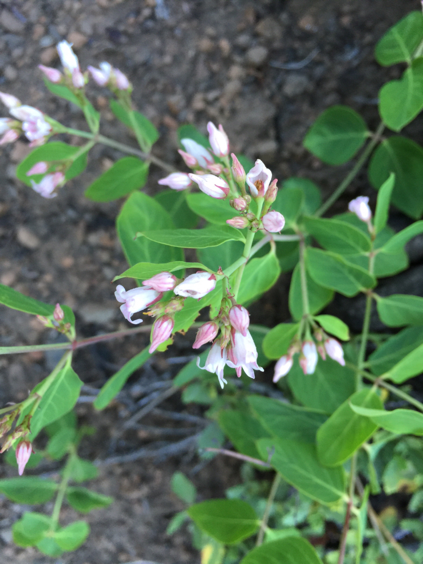 Apocynum androsaemifolium