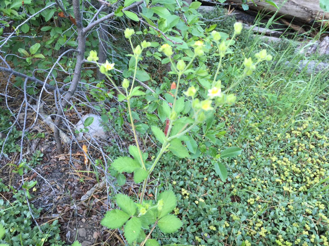 Drymocallis glandulosa