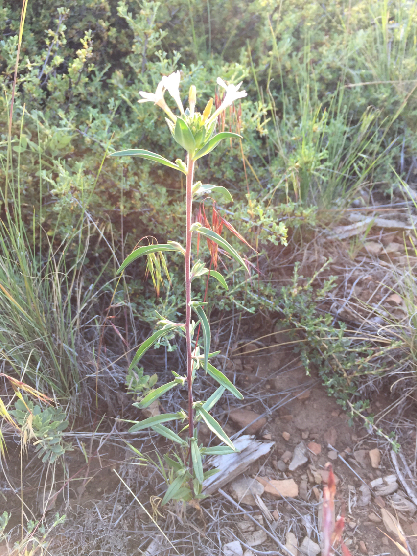 Collomia grandiflora