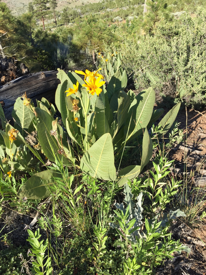 Wyethia mollis