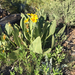 woolly mule's ears