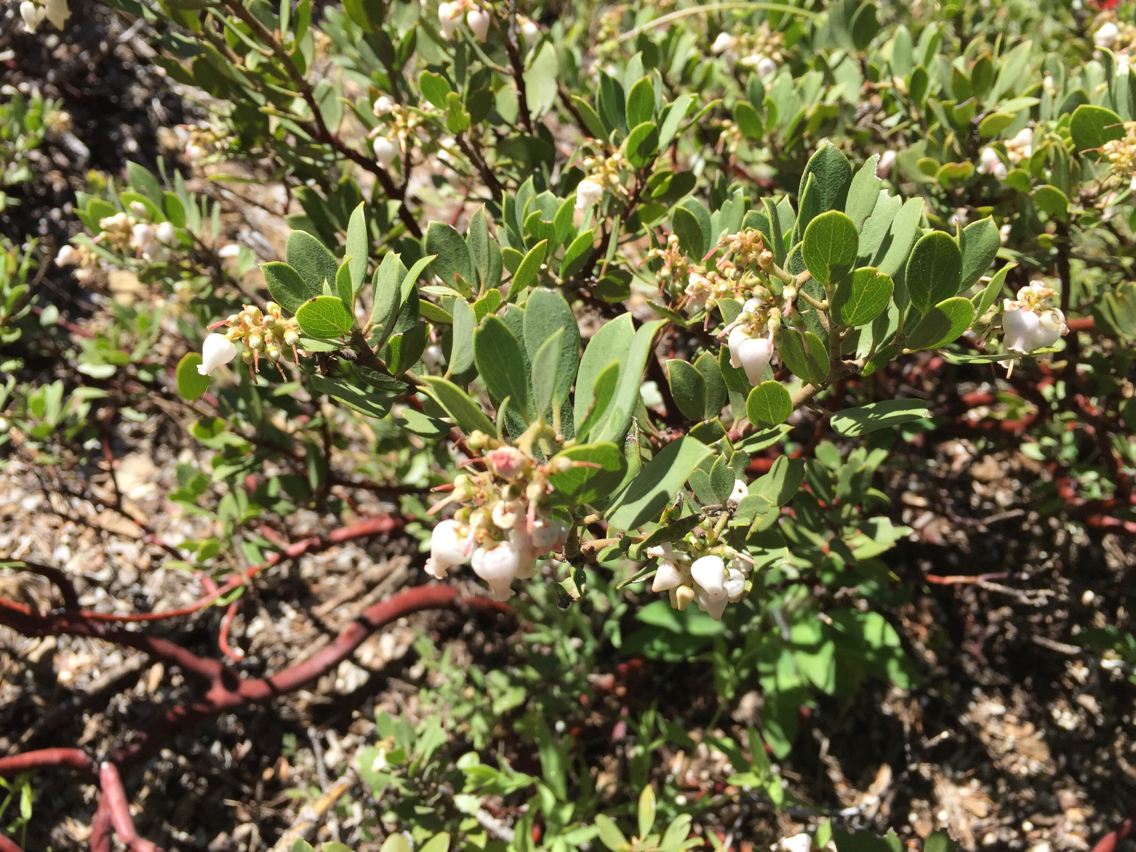 Arctostaphylos nevadensis