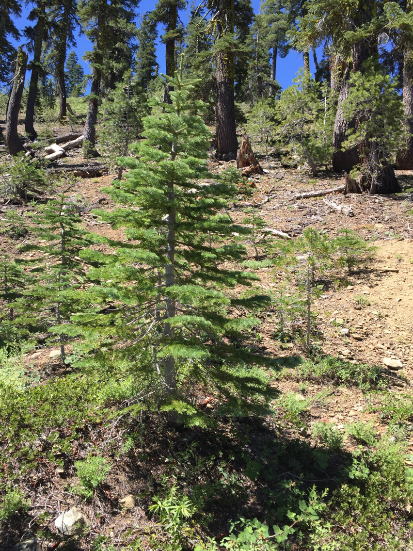 Abies concolor