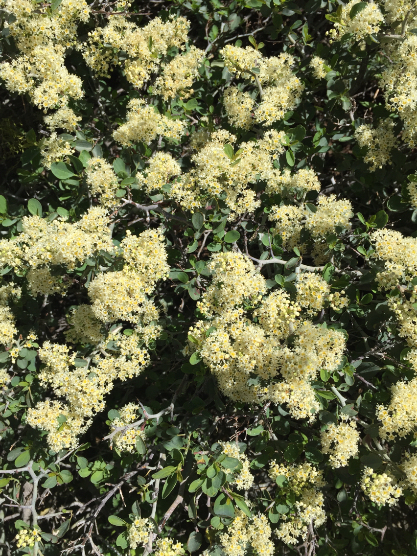 Ceanothus cordulatus