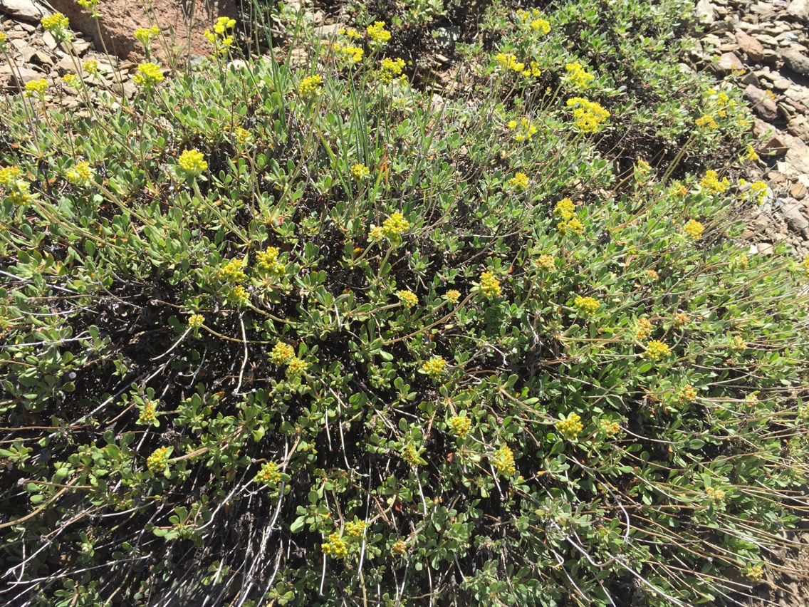 Eriogonum umbellatum
