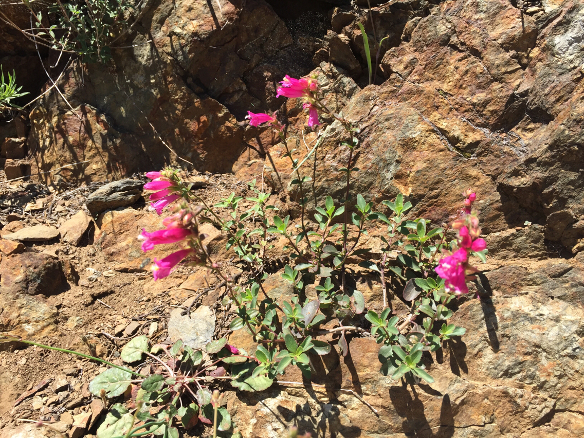 Penstemon newberryi