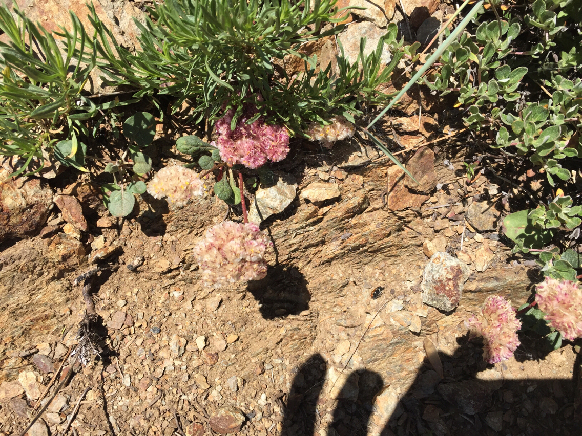 Calyptridium umbellatum