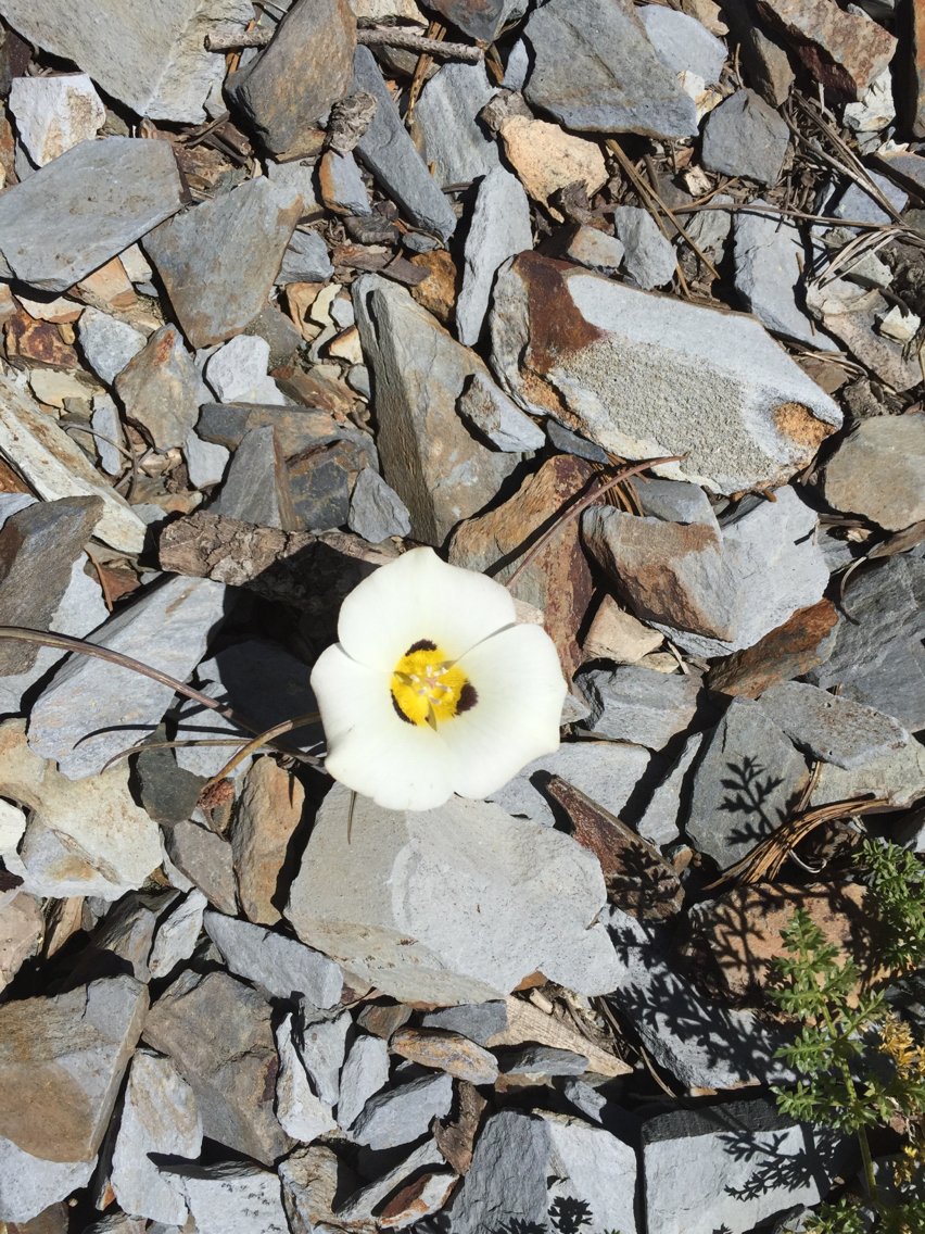 Calochortus leichtlinii