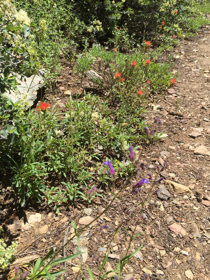 Penstemon gracilentus