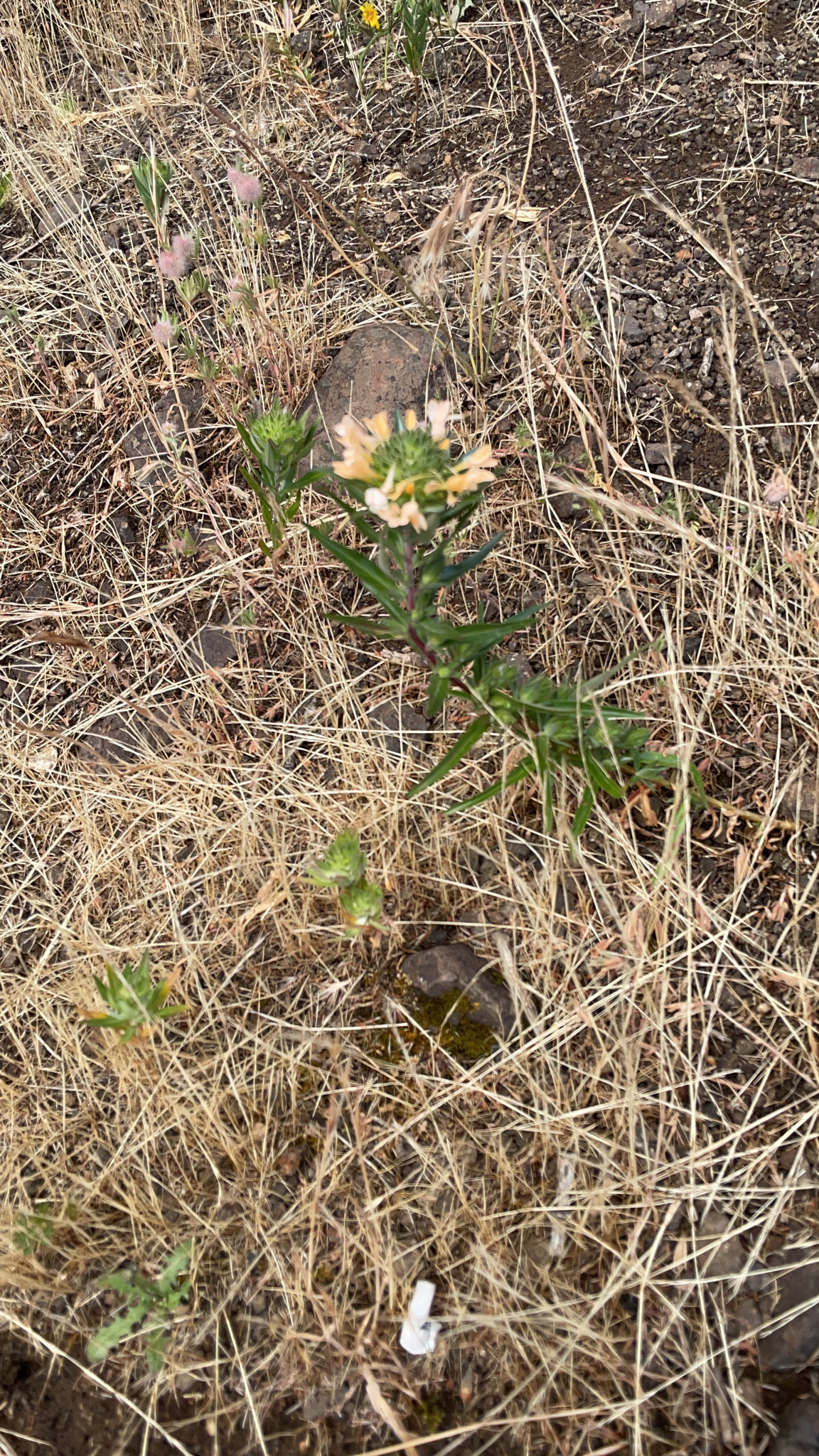 Collomia grandiflora