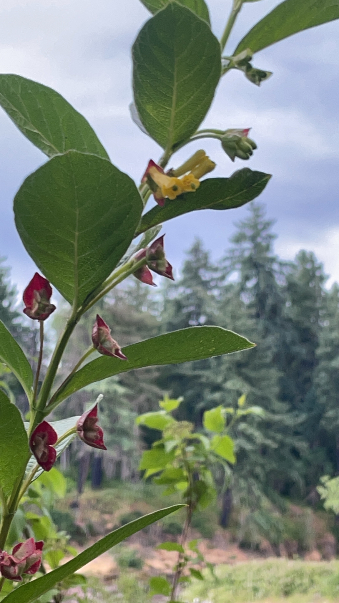 Lonicera involucrata