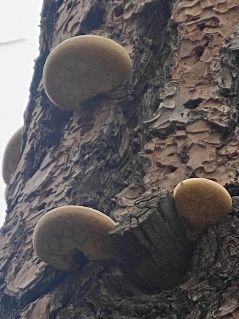 Cryptoporus volvatus