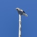 Clark's Nutcracker