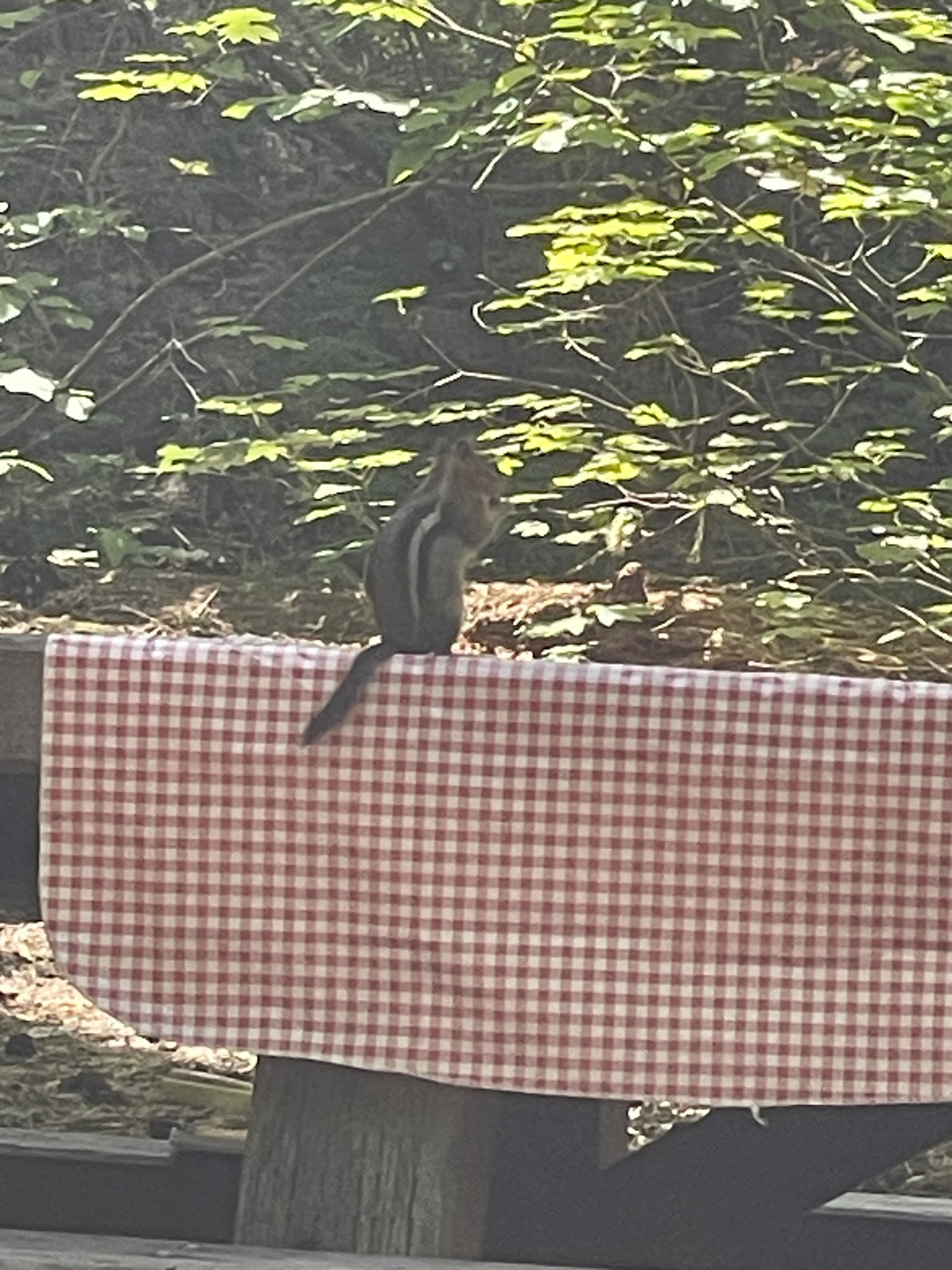 Callospermophilus lateralis