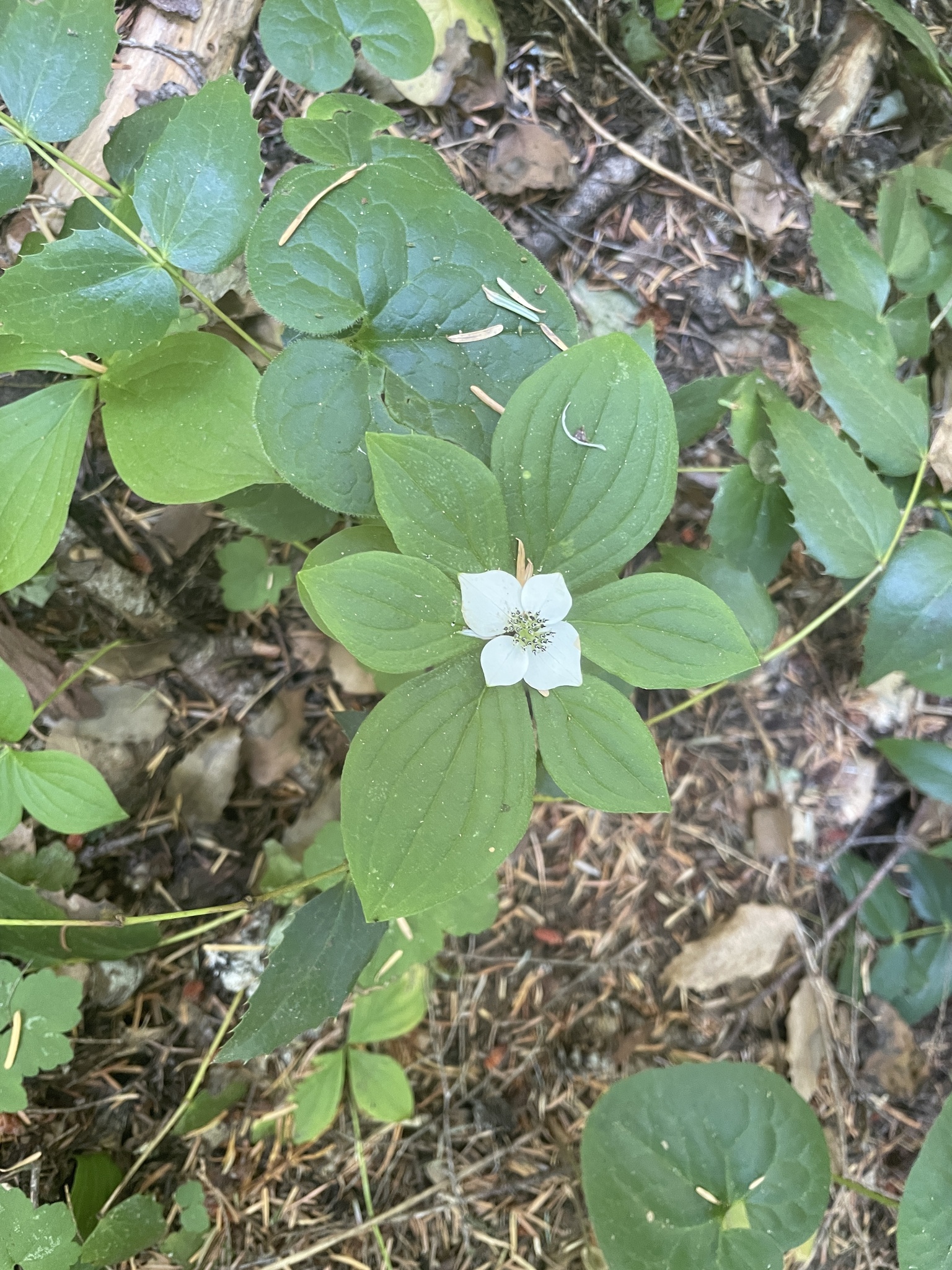 Cornus unalaschkensis