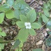 Western Bunchberry