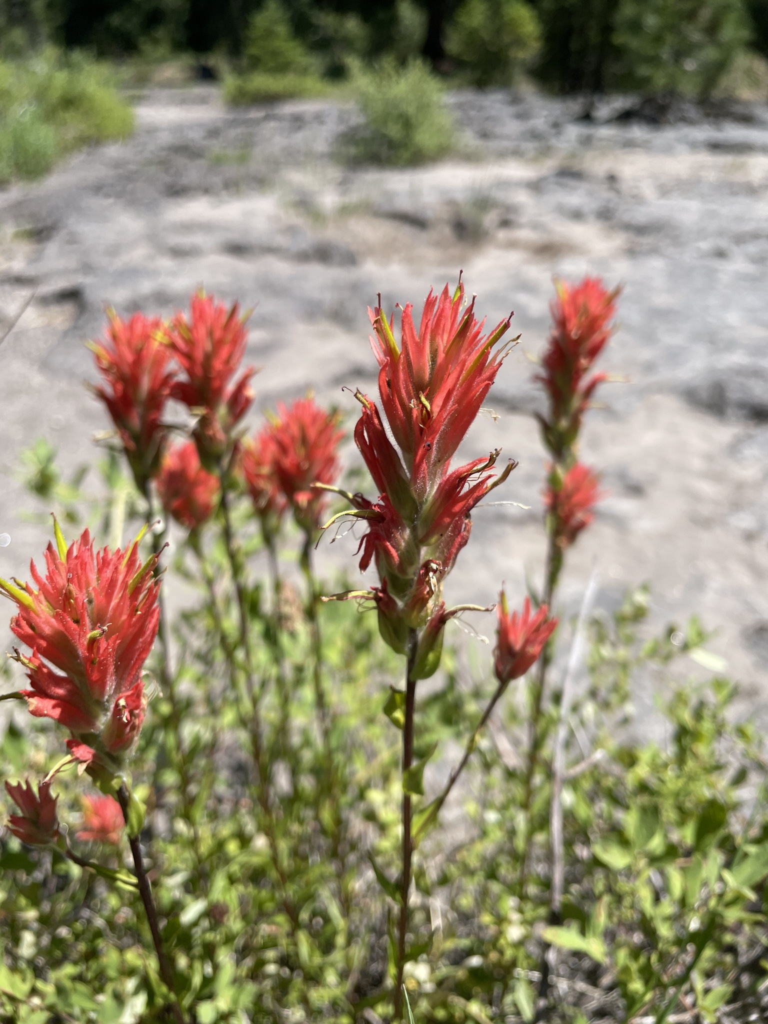 Castilleja miniata