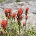 giant red paintbrush