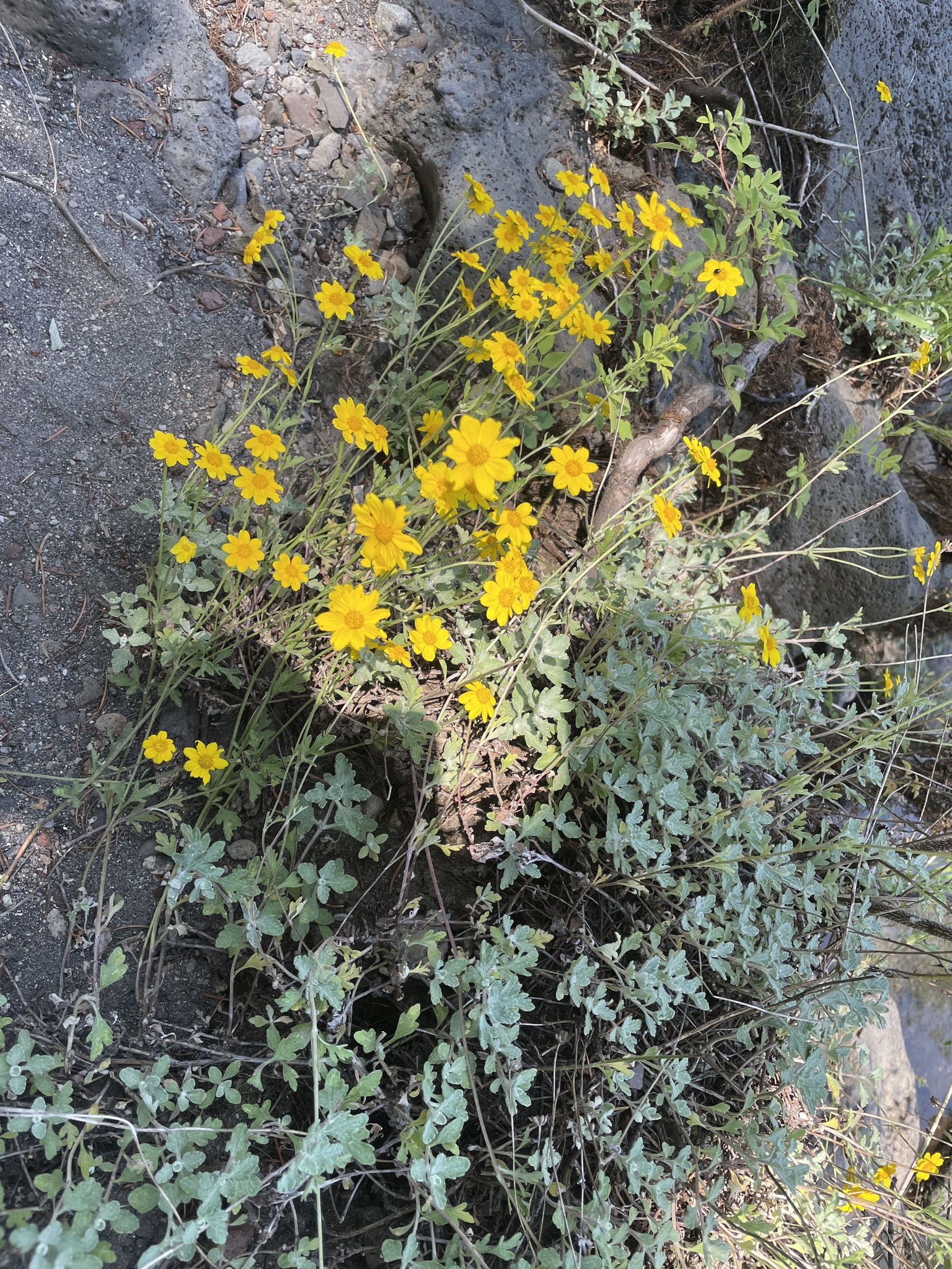 Eriophyllum lanatum