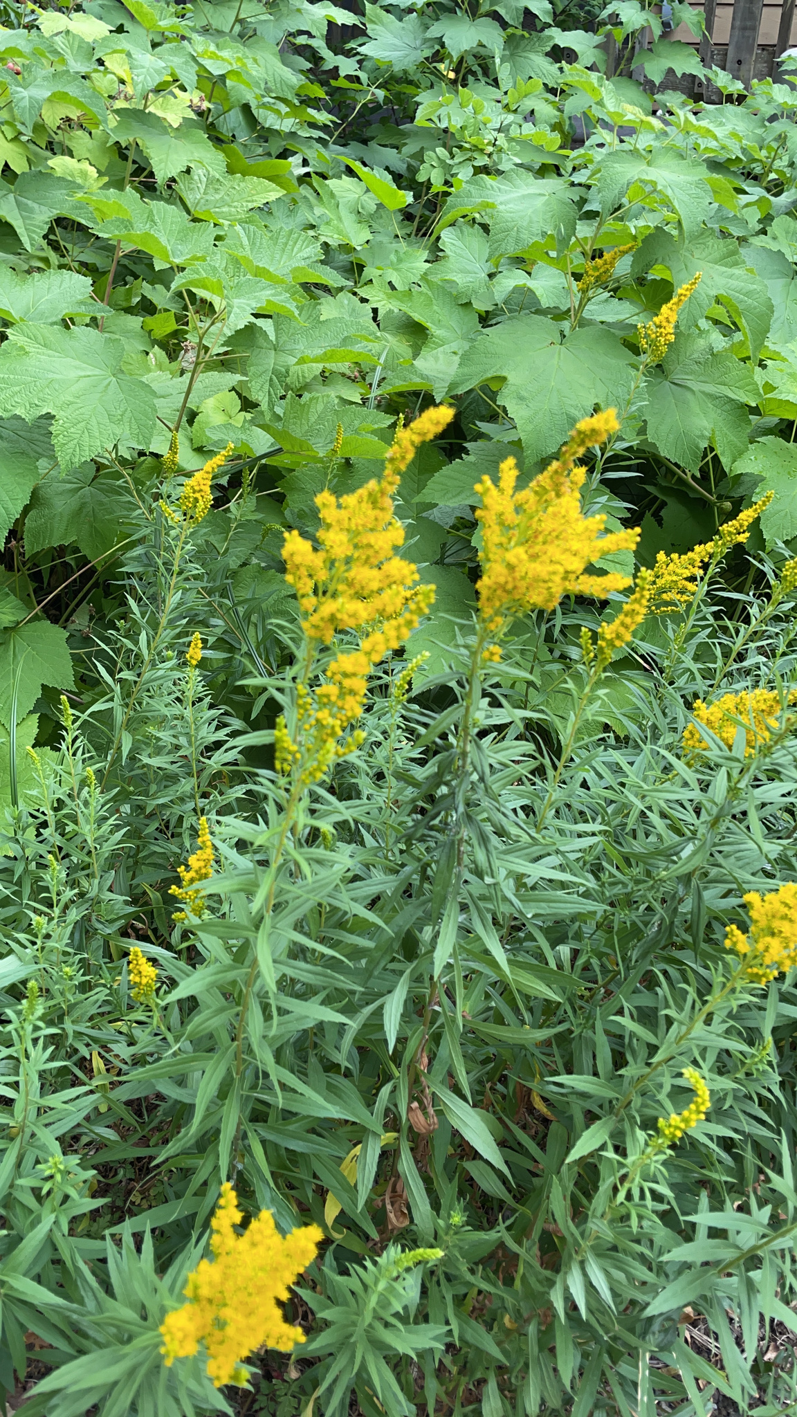 Solidago