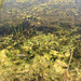 floating-leaved pondweed